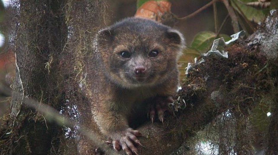 El olinguito, un mam&iacute;fero parecido a un oso de peluche. (Foto: Mark Gurney)