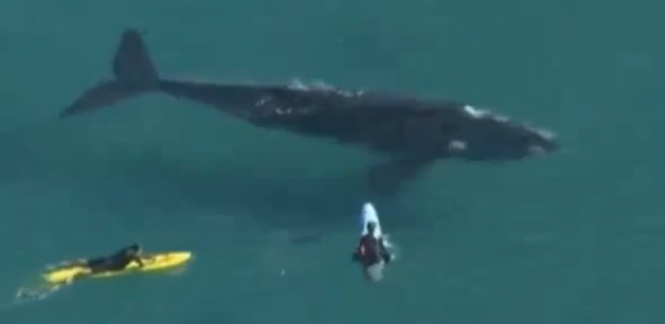 Un grupo de surfistas es sorprendido por una ballena gigante.