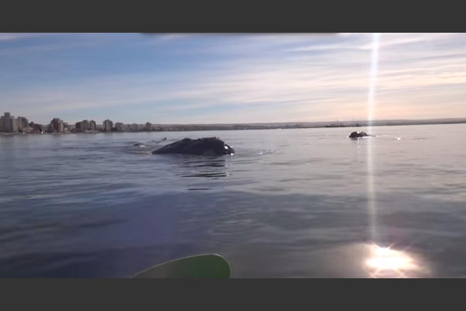 El Kayak fue levantado suavemente por la ballena, en el video se escucha al padre decirle a su hija "no pierdas el equilibrio". (Foto: Video YouTube)&nbsp;