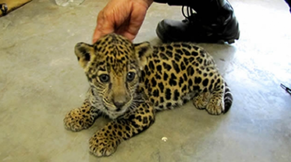 Este cachorro de jaguar viaj&oacute; en paqueter&iacute;a de M&eacute;xico DF a Sinaloa.&nbsp;