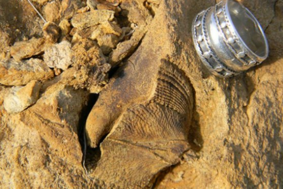 &nbsp;(Foto: Museo de Historia Natural de Puchuncav&iacute;)