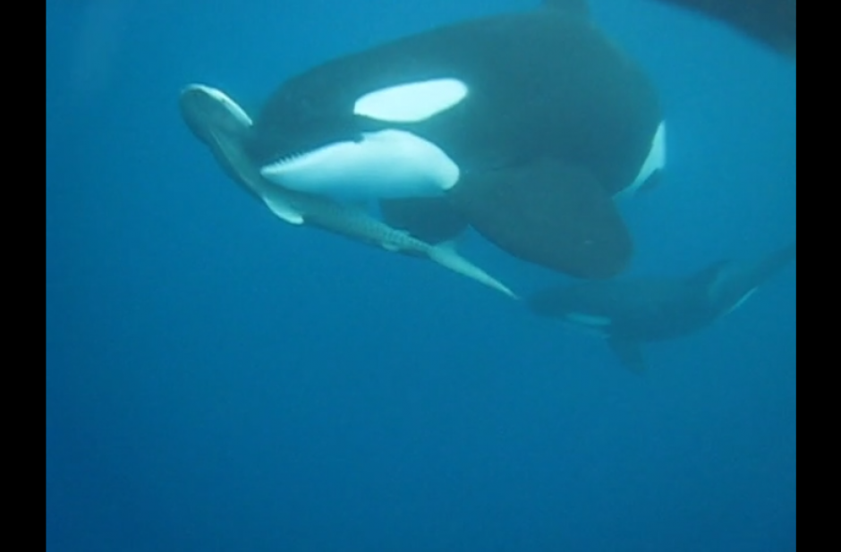 Las aguas de la Isla del Coco en Costa Rica fueron testigos de la forma en que un grupo de orcas cazaron a un tibur&oacute;n tigre.