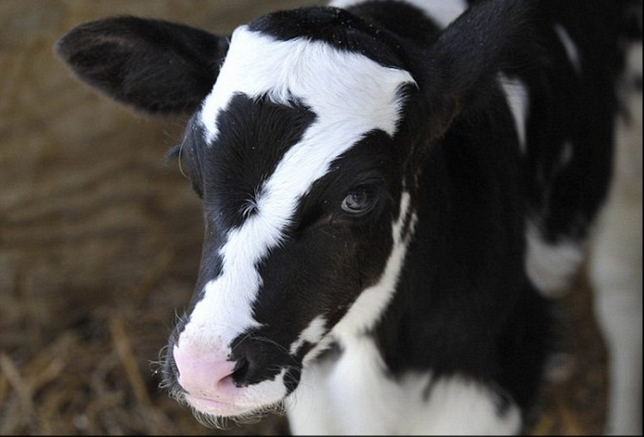 Un ternero, llamado Baby Ben, nació con un perfecto número 7 visible en la cabeza.&nbsp;