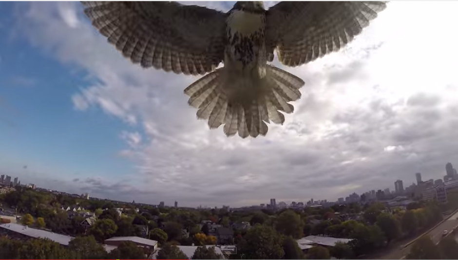 Un halc&oacute;n atac&oacute; a un drone, por considerar que usurpaba su espacio a&eacute;reo. (Foto: YouTube)