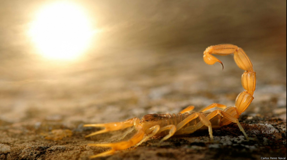 Carlos P&eacute;rez Naval un ni&ntilde;o prodigio de la foto con tan solo 8 a&ntilde;os ya se adjudic&oacute; uno de los premios de naturaleza m&aacute;s prestigioso a nivel mundial el Young Wildlife Photographer del Museo de Historia Natural de Londres aqu&iacute; les mostramos su trabajo. (Foto: Carlos P&eacute;rez Naval)