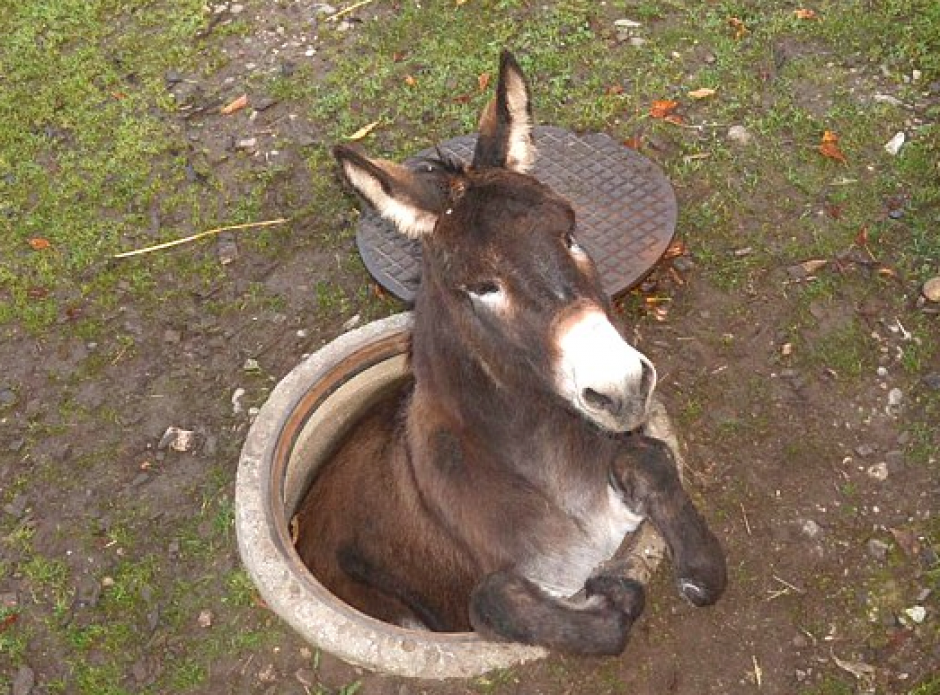 El burro apodado Shrek fue rescatado luego de haber pasado varias horas atrapado en una alcantarilla de Suiza. (Fotograf&iacute;a: AP)
