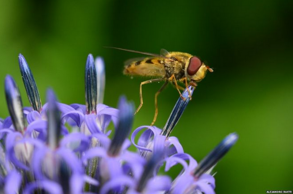 "Beso en el jard&iacute;n", fue tomada en Suecia por Alejandro Ruete. Se llev&oacute; el primer premio. (Foto: BBC)