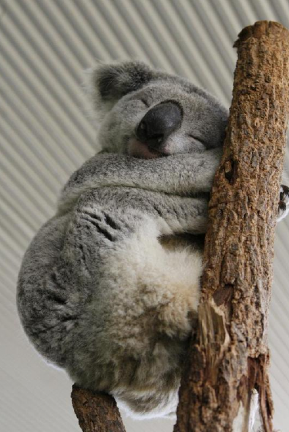 El primer animal es el koala. A principio se cre&iacute;a que esta especie abrazan los &aacute;rboles como refugio o para b&uacute;squeda de comida, sin embargo, tambi&eacute;n lo hacen para refrescarse. (Foto: quo.es)