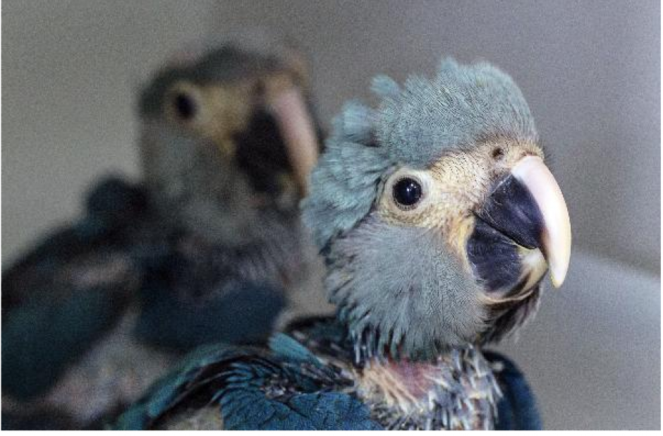 En las primeras semanas, los pájaros fueron alimentados por sus padres pero ahora lo hacen veterinarios. Es una medida preventiva porque la madre, Flor, arrancaba las plumas de la cabeza de los pichones. (Foto: AFP)&nbsp;