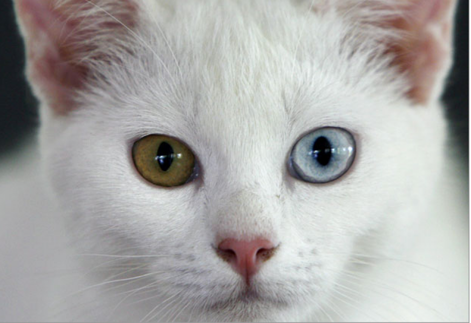 Expertos indican que as&iacute; como existen distintas cosas que pueden provocar bienestar a un ser humano, hay terapias para aquellos que son m&aacute;s apegados a los animales, tal como la hipoterapia (con caballos) y, en este caso, la gato-terapia. (Foto: EFE)&nbsp;