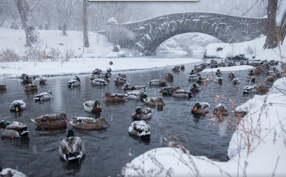 La fuerza de la tormenta de nieve se dej&oacute; sentir en Nueva York; los patos de Central Park lucieron la nieve en sus plumas. (Foto:&nbsp;Anthony Quintano)
