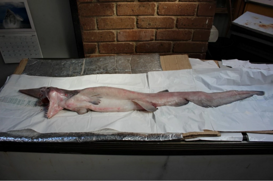 El extra&ntilde;o tibur&oacute;n duende vive en las profundidades del mar, principalmente en las costas de Jap&oacute;n.&nbsp;