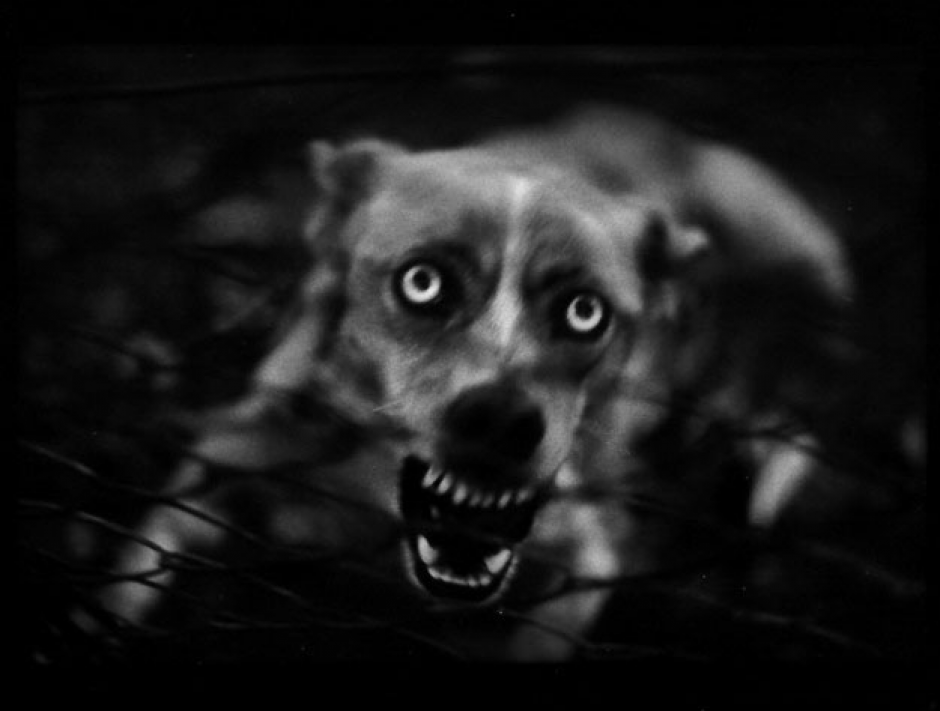 Giacomo Brunelli creci&oacute; rodeado de animales y la naturaleza italiana y no fue hasta que un d&iacute;a descubri&oacute; la antigua c&aacute;mara fotogr&aacute;fica de su padre escondida en una alacena. Era una Miranda de origen japon&eacute;s. (Foto: Giacomo Brunelli)&nbsp;