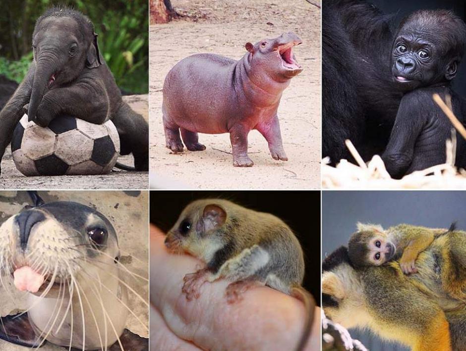Los peque&ntilde;os habitantes del Zoo de Taronga, Australia en esta galer&iacute;a que te encantar&aacute;. (Fotos: Instagram @torongazoo)