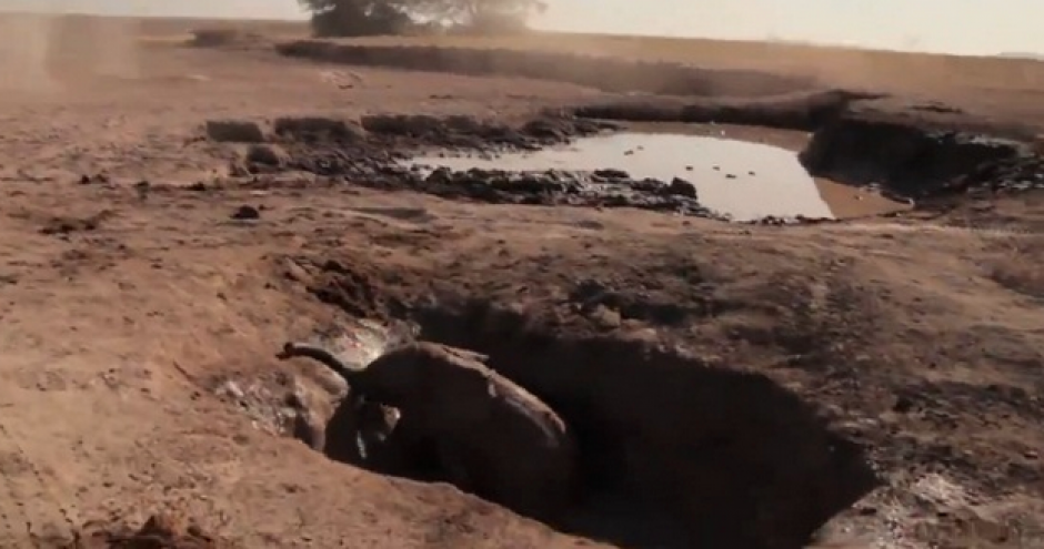 Un grupo de jóvenes hace una ardua labor al rescatar al bebé elefante. (Foto: YouTube)