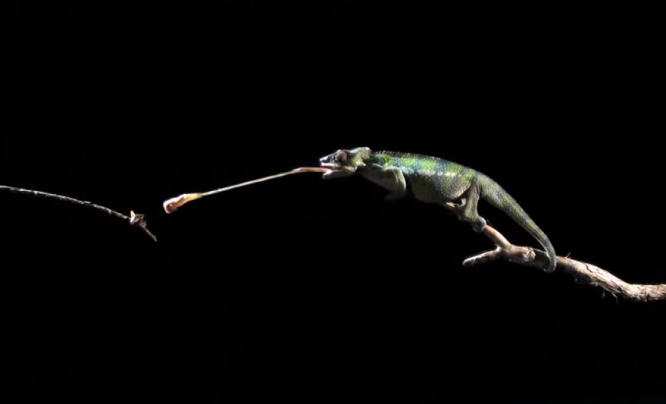 El camale&oacute;n puede movilizar su lengua a una velocidad cuatro veces m&aacute;s r&aacute;pida que la velocidad de aceleraci&oacute;n de un jet de caza. (Foto: YouTube)