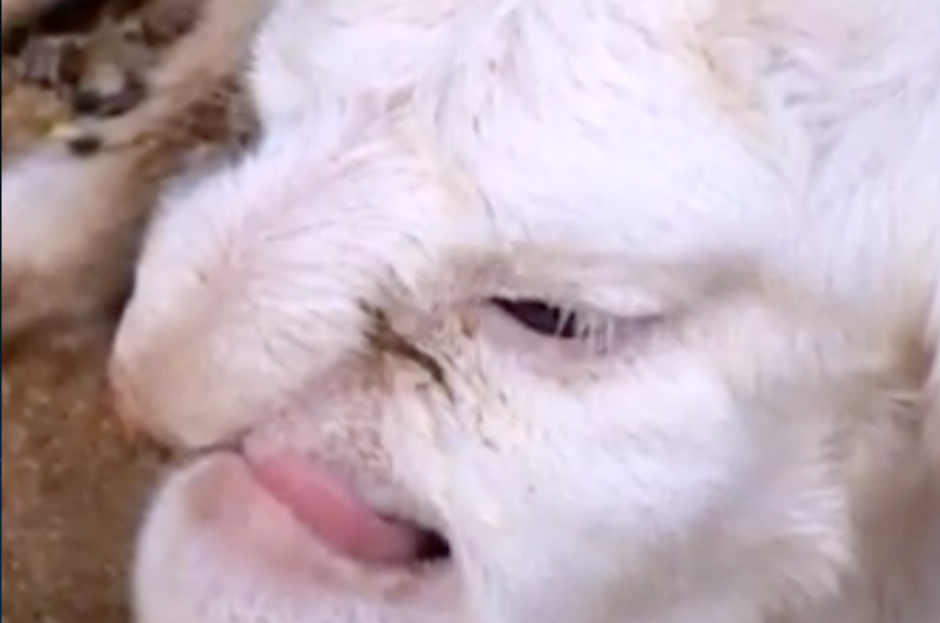 As&iacute; luce esta cabrita que tiene cara de "viejito gru&ntilde;&oacute;n".