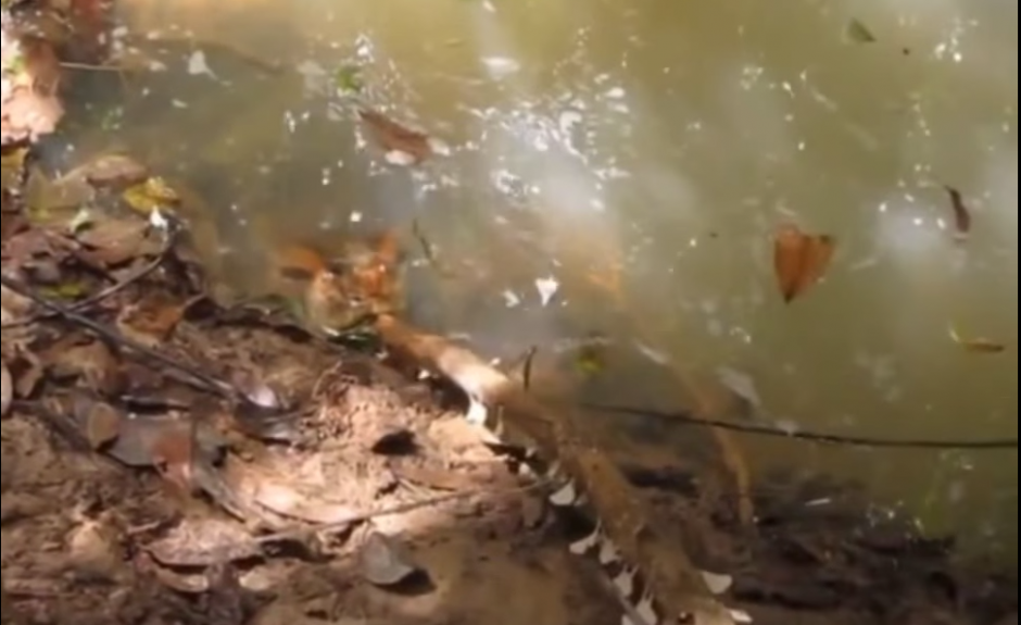 La peligrosa serpiente fue atacada en su h&aacute;bitat y respondi&oacute;. (Foto: YouTube)