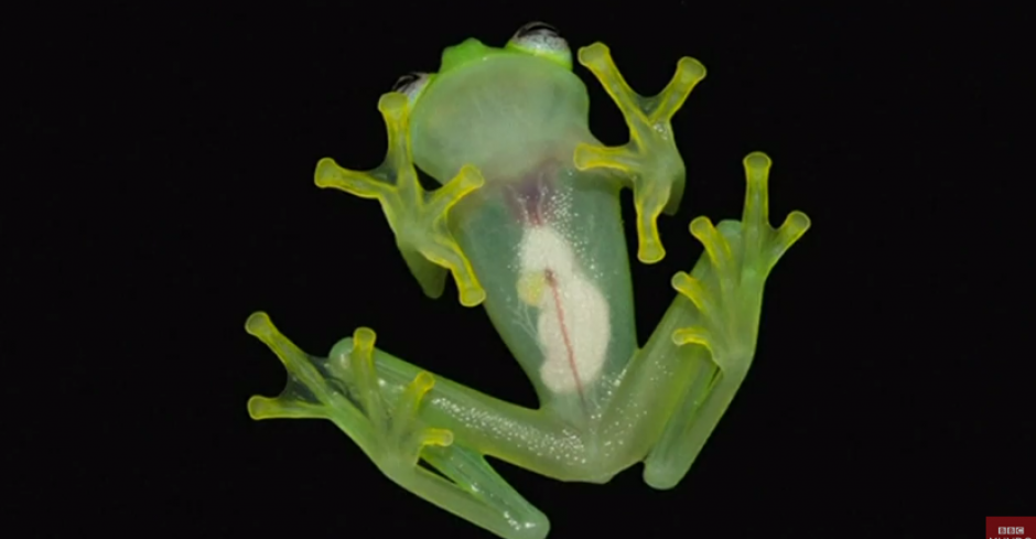 La rana de cristal es una especie muy particular en las selvas de Centro y Sud&aacute;merica. (Captura de YouTube)