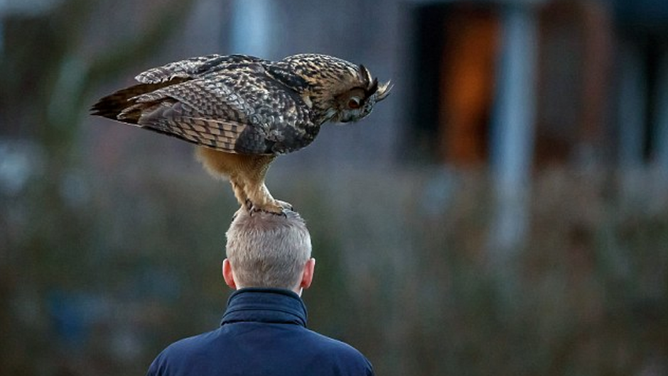 El b&uacute;ho de 2.7 kilogramos busca la cabeza de las personas para posarse en ella. (Foto:&nbsp;Menno Shaefer)