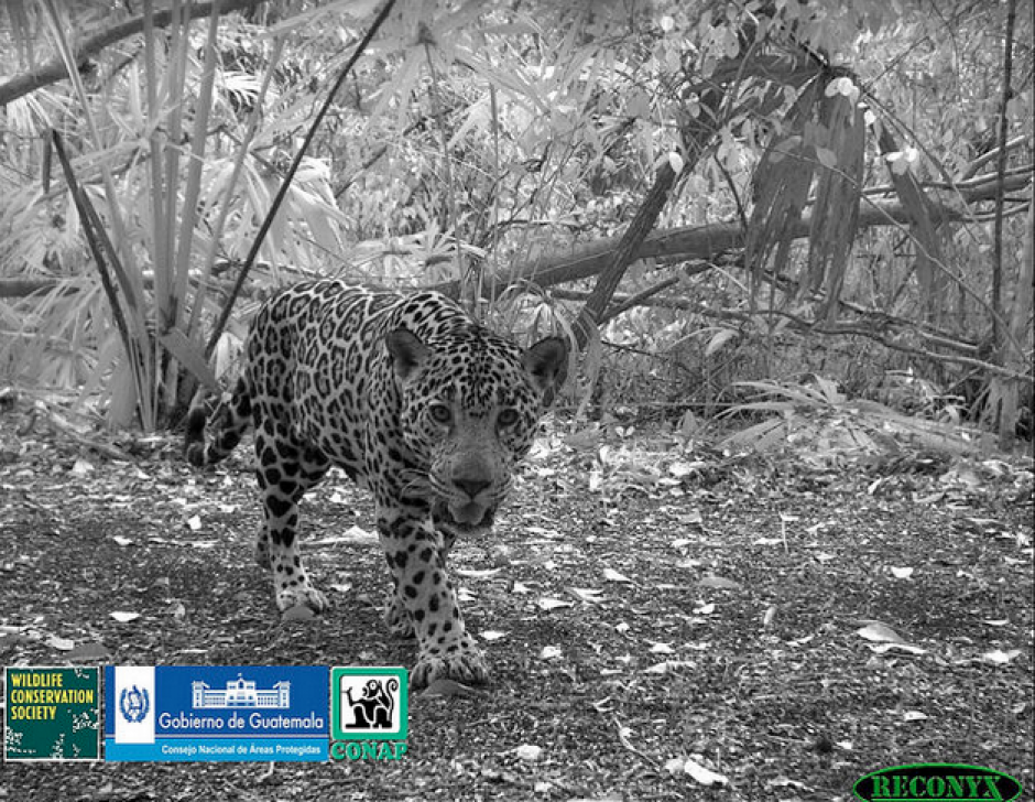 Este jaguar pasa sigilosamente cerca de la c&aacute;mara que lo fotograf&iacute;a sin perderla de vista.&nbsp;(Foto: Conap)&nbsp;    &nbsp;&nbsp;