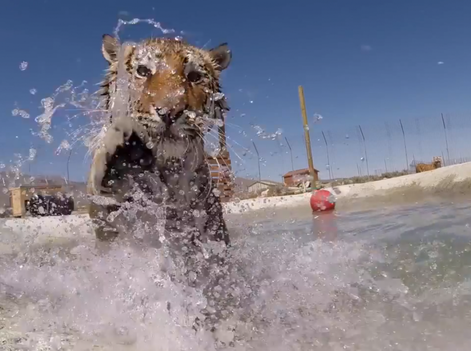 Una de las felinas se divierte en la piscina que habilitaron en el recinto tras ser rescatadas de un lugar no adecuado. (Foto: YouTube)&nbsp;