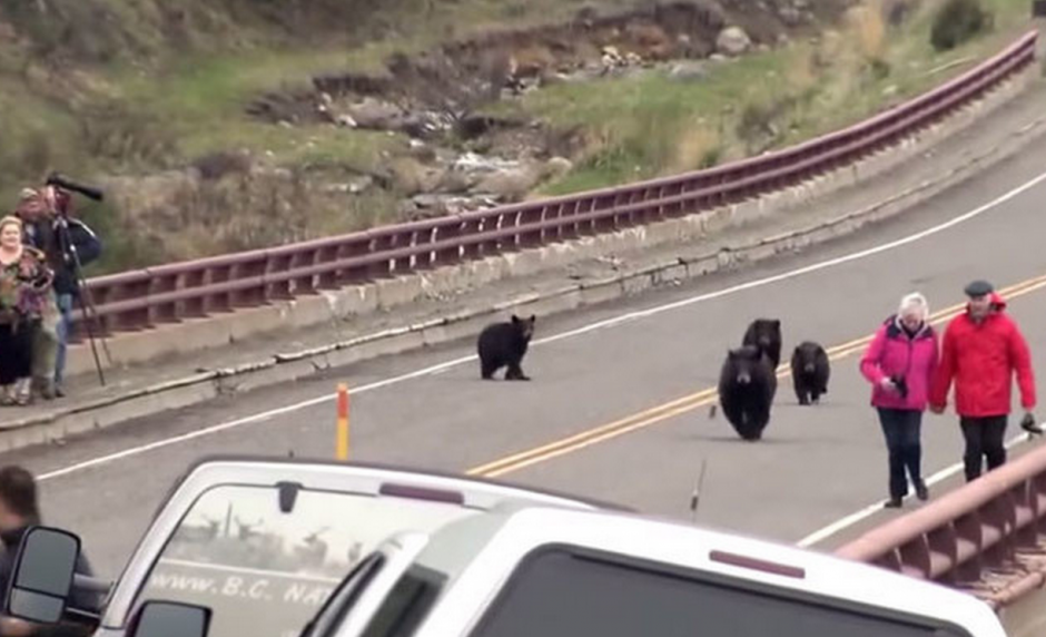 Una osa y sus cr&iacute;as asustaron a m&aacute;s de una docena de turistas en el Parque Nacional de Yellowstone. (Foto: RT)
