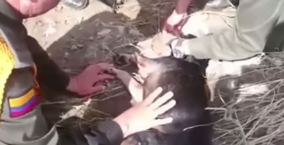 Integrantes de la Polic&iacute;a de Carabineros buscan sobrevivientes de la avalancha en Salgar, Antioquia cuando de repente observaron entre las aguas a un perro que era arrasado por la corriente. &nbsp;(Imagen: Captura YouTube)&nbsp;