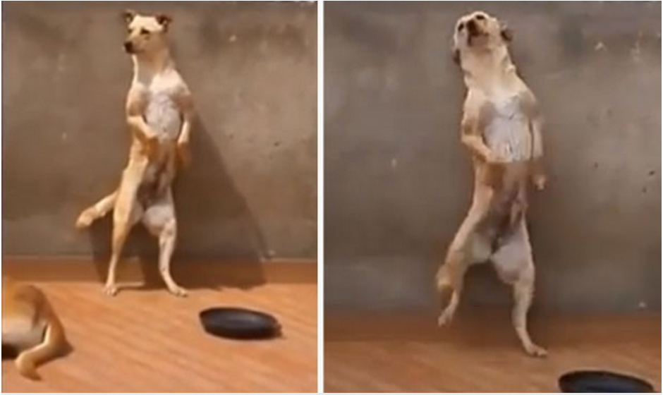 El perro se divert&iacute;a con la pared, pero le pusieron ritmo a su travesura. (Captura de Facebook)