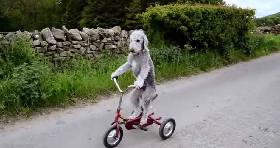 Barry es el perro que monta bicicleta. (Imagen: YouTube)