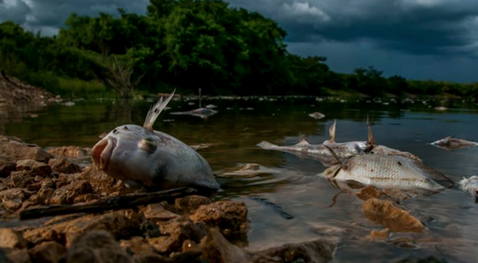 La grave contaminaci&oacute;n del r&iacute;o La Pasi&oacute;n, que ha dejado a cientos de peces muertos, no parece ser una prioridad para el presidente P&eacute;rez Molina. (Foto: Archivo/Soy502)