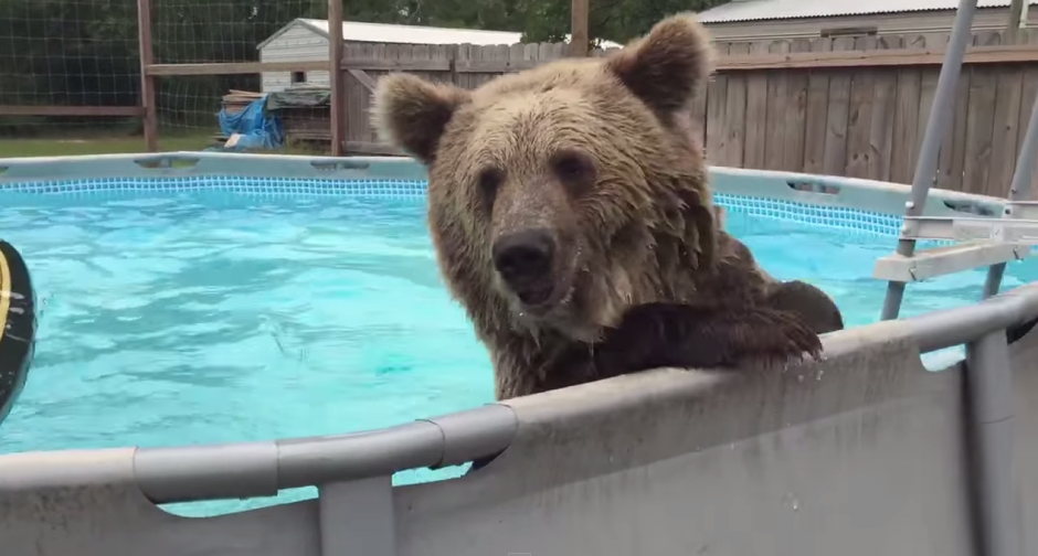 Bruiser vive en el santuario de vida silvestre de Florida. (Imagen: Youtube)