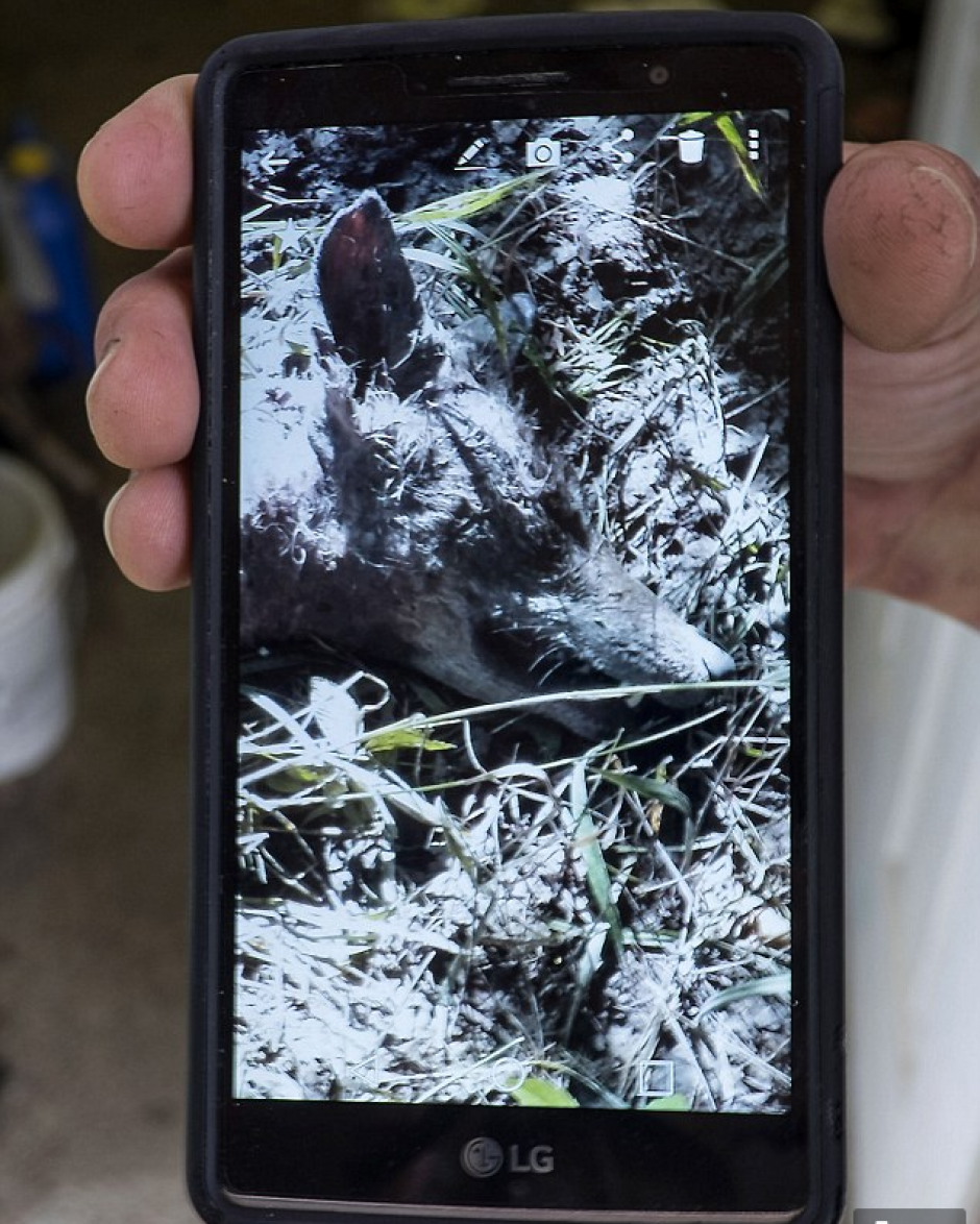 Oliveira muestra las primeras fotos que tomó del animal.&nbsp;(Fotos: Daily Mail)