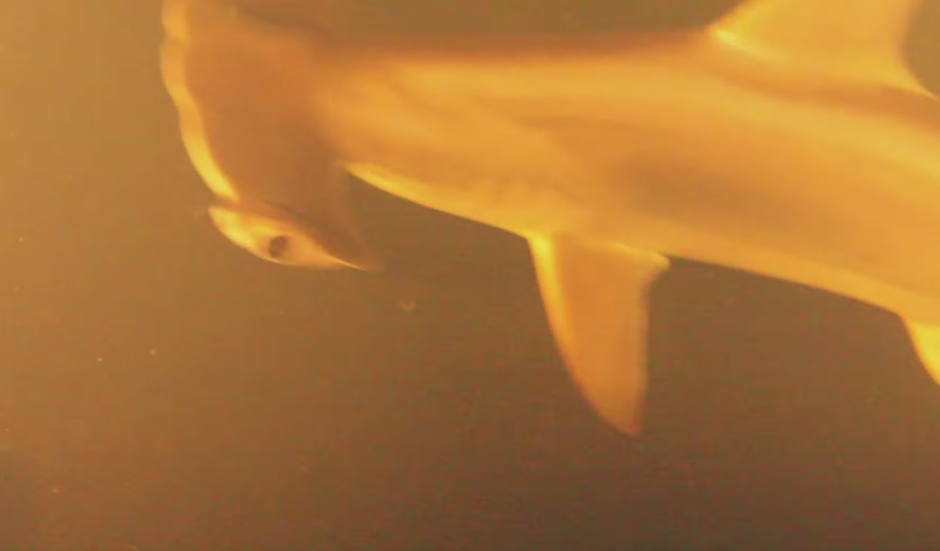 Las especies marinas quedaron registradas tras una hora de filmaci&oacute;n con equipo especial en el interior del volc&aacute;n marino.&nbsp;