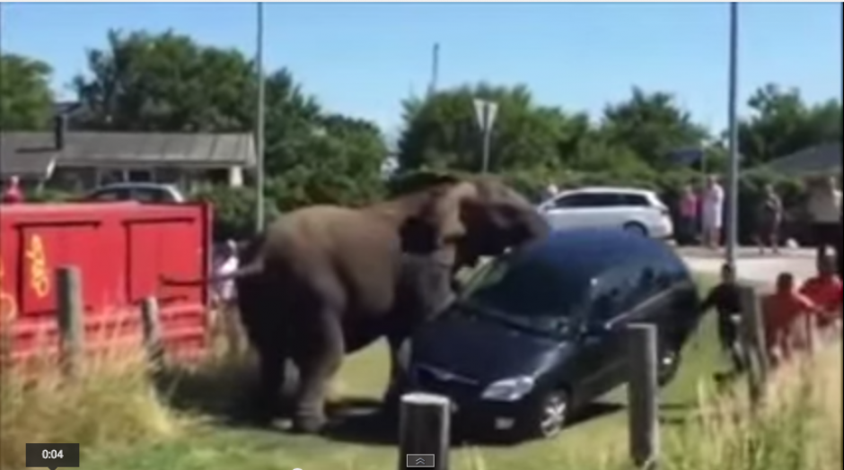 Los elefantes no soportaron el maltrato y se revelaron contra sus domadores en Dinamarca.&nbsp;