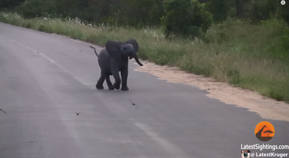 Un beb&eacute; elefante juega con aves en el Parque Nacional Kruger en Sud&aacute;frica. (Imagen: YouTube)
