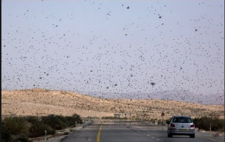 Se declar&oacute; el estado de emergencia por la plaga, que est&aacute; arrasando con las cosechas. &nbsp;(Foto: YouTube)&nbsp;