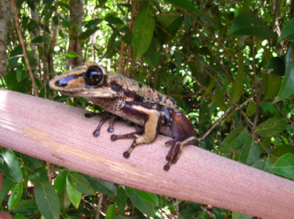 Esta es la rana que secreta un veneno capaz de matar a 80 personas con un solo gramo. (Foto: Inaturalist.org)