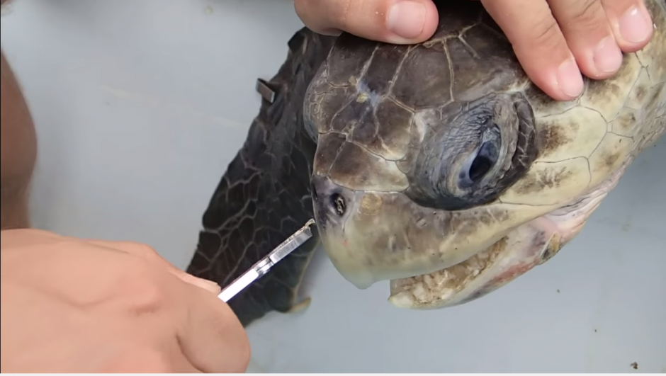 El animal marino fue ayudado para que volviera a respirar sin problemas con la extracci&oacute;n del pl&aacute;stico que ten&iacute;a en la nariz. (Captura YouTube)