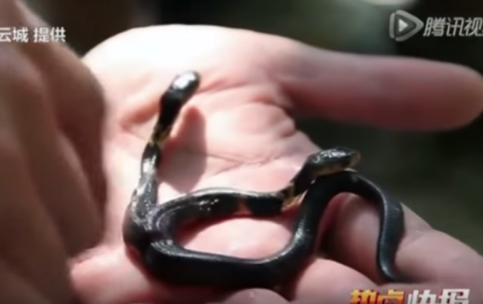 Una cobra de dos cabezas fue descubierta en China. (Imagen: YouTube)