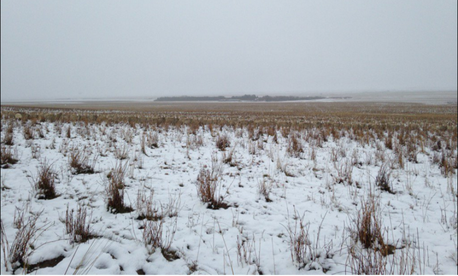 La granjera canadiense puso a prueba las habilidades mentales de sus seguidores en Twitter. (Foto:&nbsp;@pilgrimfarms)