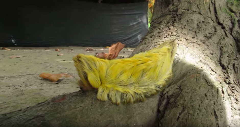 La oruga Megalopyge opercularis, mejor conocida como &ldquo;La Oruga Peluche&rdquo;, es un tipo de insecto originario de Estados Unidos. (Foto: YouTube/&nbsp;Olly Boon)