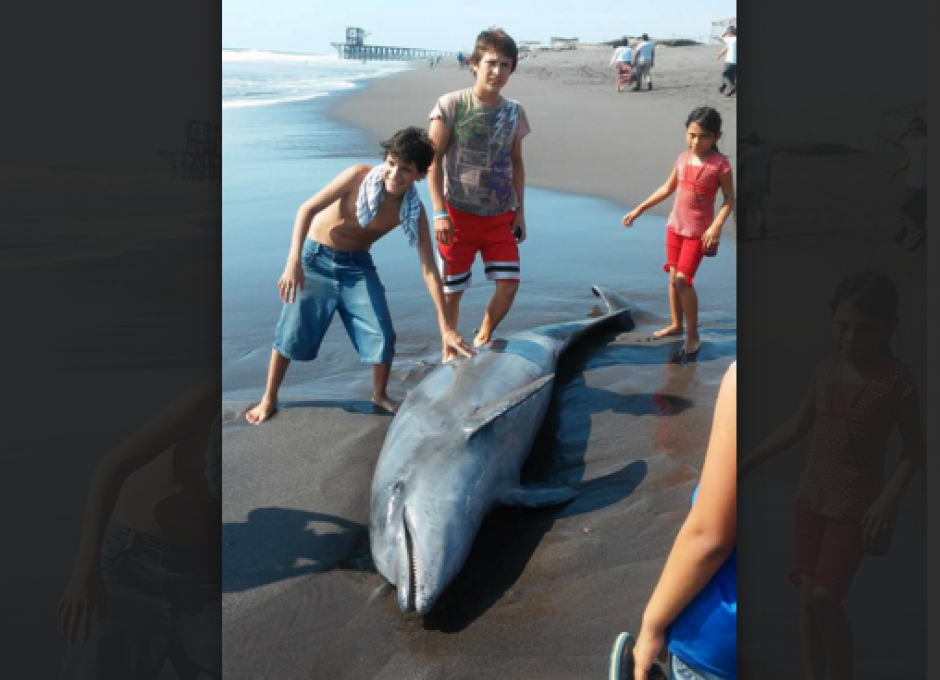El cadaver de un delf&iacute;n en las Playas de Champerico llam&oacute; la atenci&oacute;n de los lugare&ntilde;os. &nbsp;(Foto: &nbsp;&Aacute;ngel Revolorio/Nuestro Diario)