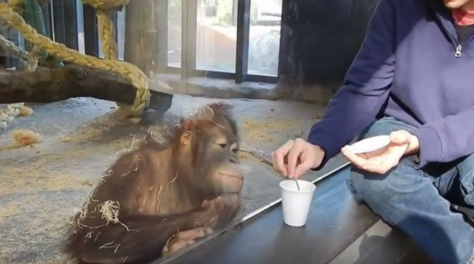 El orangut&aacute;n tiene una divertida y tierna reacci&oacute;n al observar un truco de m&aacute;gia. &nbsp;(Foto: &nbsp;YouTube)&nbsp;