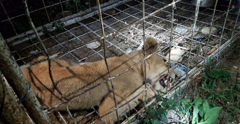 La leona fue localizada en la aldea La Reforma, Usumatl&aacute;n, Zacapa, durante un operativo antidrogas de la PNC. &nbsp;(Foto: Conap)&nbsp;