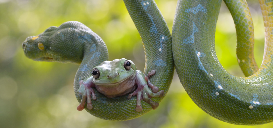 Habitualmente, el sapo es la presa, pero en este caso el batracio veng&oacute; a su especie. (Foto: Imgur)
