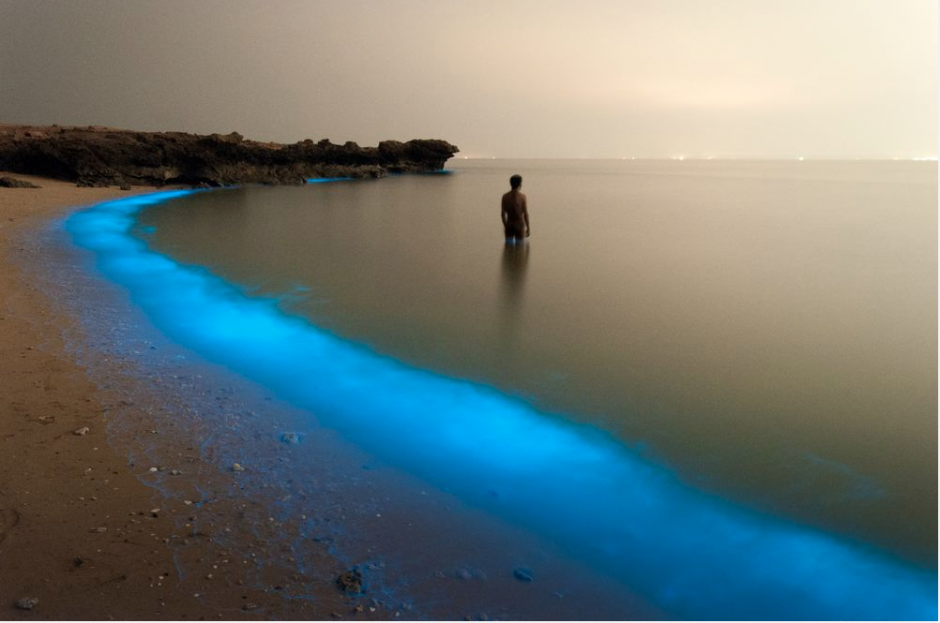 Mientras caminaba por la orilla del Larak, Ir&aacute;n, una isla en el Golfo P&eacute;rsico un fotogr&aacute;fo se encontr&oacute; con la escena luminosa de plancton.&nbsp;(Foto Pooyan Shadpoor/National Geographic)