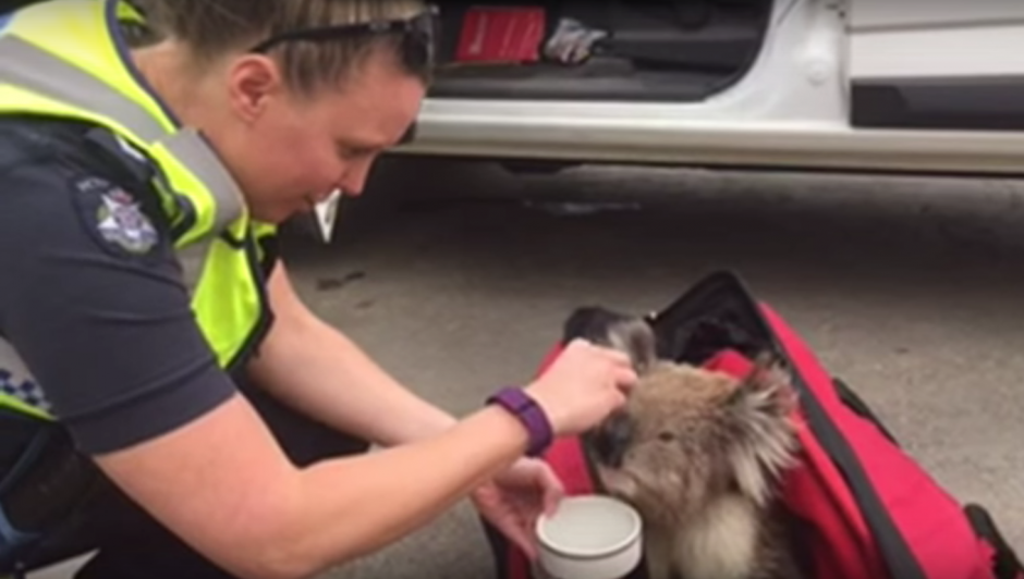 Un Koala fue rescatado de un incendio forestal ocurrido en Australia, el peque&ntilde;o animal fue llevado a una estaci&oacute;n de bomberos para verificar que se encontrara bien. (Foto: Captura de Youtube)