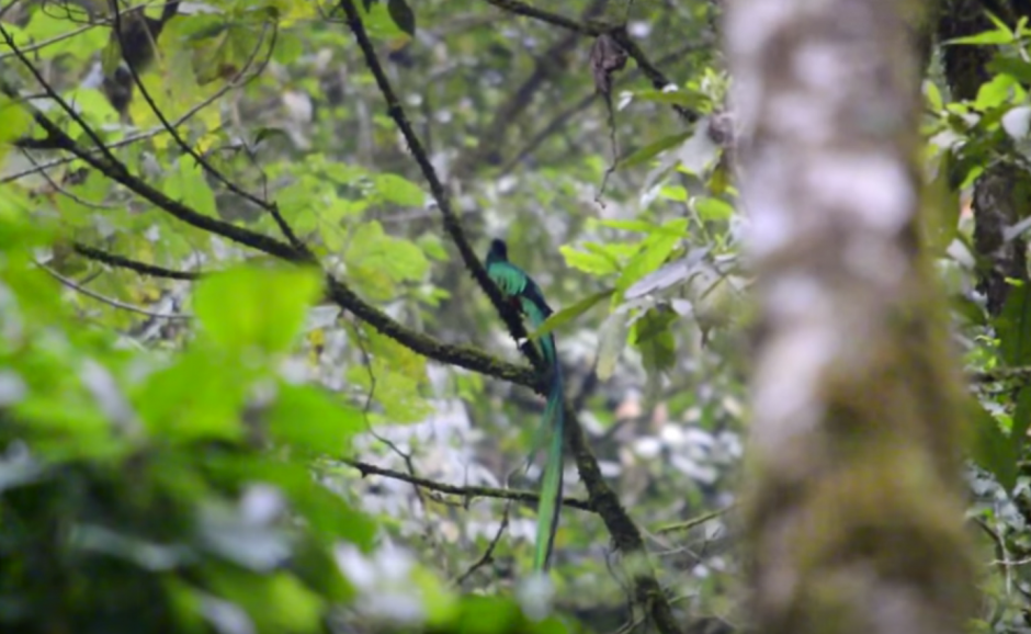 En este bosque de San Marcos es f&aacute;cil observar al quetzal. (Foto: Hugo Barrios)