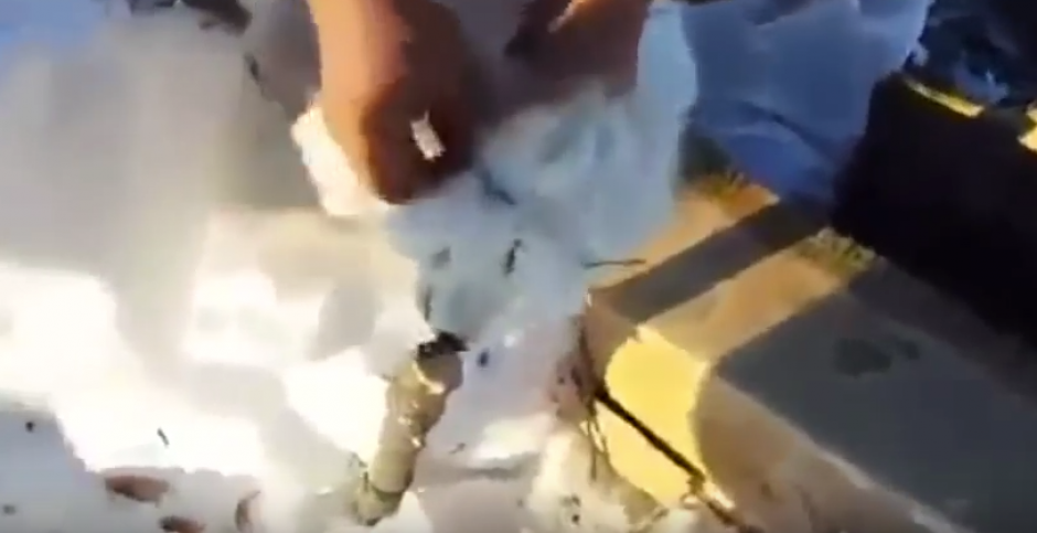 El astuto animal logra enga&ntilde;ar a los cazadores que creyeron que estaba muerto. En cuesti&oacute;n de segundos, se escap&oacute; y regres&oacute; sano y salvo junto a su pareja.&nbsp;